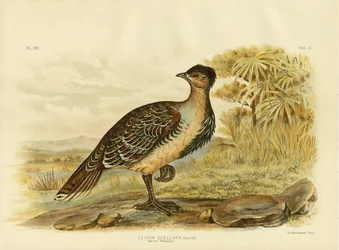 Faisan natif ou Malleefowl, 1891